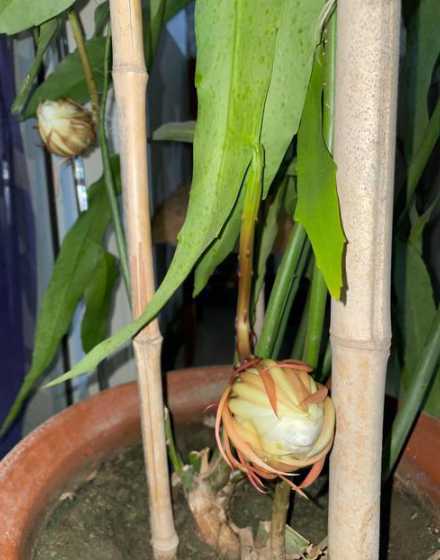 昙花是怎么开花的过程 如何辨别昙花何时开花