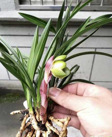 春兰怎么低温处理开花 送春开花需要春化吗