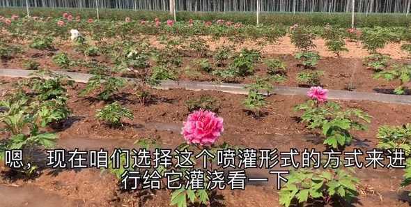 冬天以后牡丹怎么浇水 盆栽牡丹冬天怎么浇水