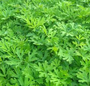 小苗有一个叫毛什么的 粉色的草毛茸茸的叫什么