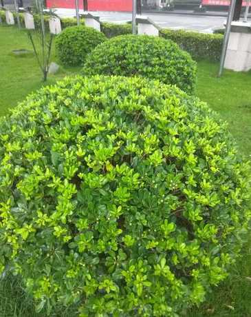 校园门口用什么植物好 校园常见100种植物有哪些