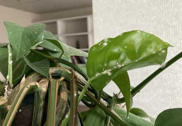 绿萝为什么生小虫子了 绿萝里面为什么长潮虫