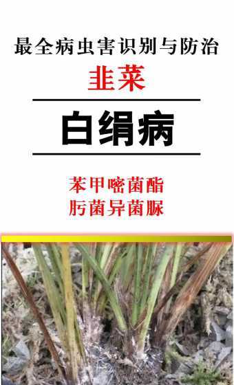 韭菜为什么不着红蜘蛛 人为什么会有腋臭呢是什么造成的