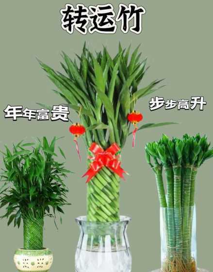转运竹头绿色的是什么 富贵竹的好处