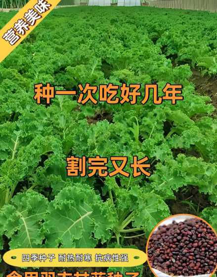 羽衣甘蓝种子怎么收集 羽衣甘蓝能留种子吗