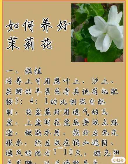 茉莉盆栽怎么养殖方法 盆栽茉莉花的养殖方法