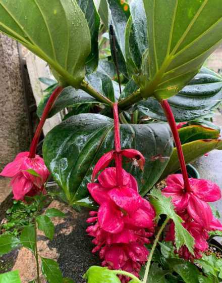 宝莲灯花什么时候换盆 宝莲灯花移栽后多久服盆,宝莲灯花换盆多长时间生根