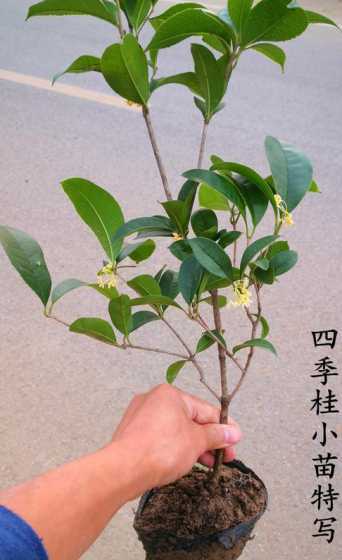 盆栽桂花小苗用什么土 盆栽桂花用什么土最好