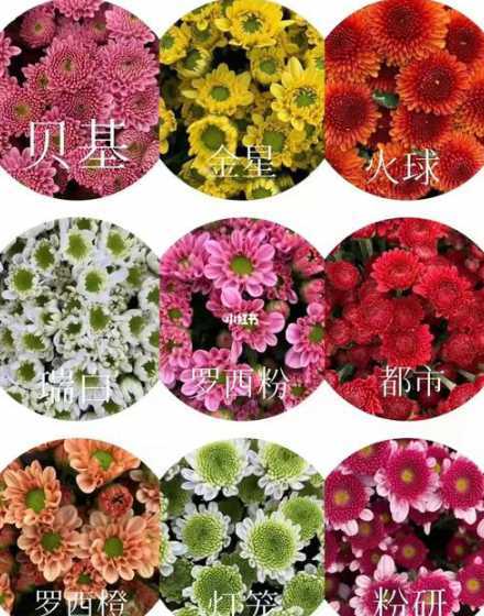 雏菊属于什么植物类别 雏菊是什么植物