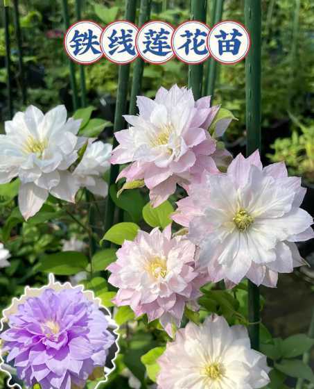 铁线莲根部适合种什么 控根盆适合种什么植物