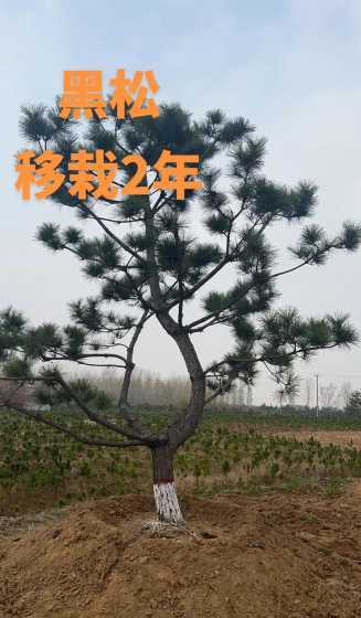 黑松移栽后多久算成活 黑松上盆多久算活