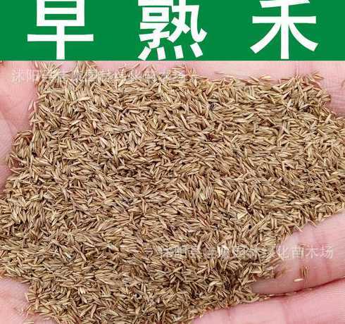 草坪种子一斤种多少平 种植时间草坪种子一斤可以撒播多少平方