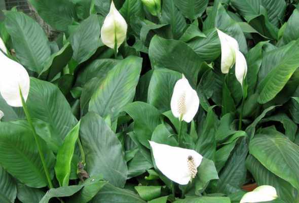 喜阴植物又称什么植物 喜阴植物有哪些喜阳植物有哪些