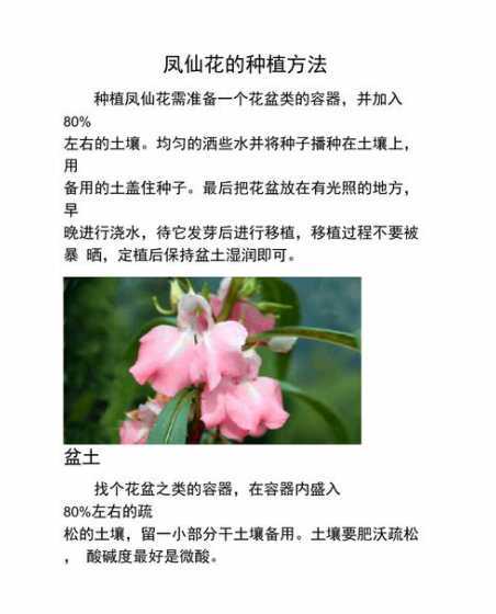 凤仙花用什么方法播种 凤仙花传播种子的方式主要是什么