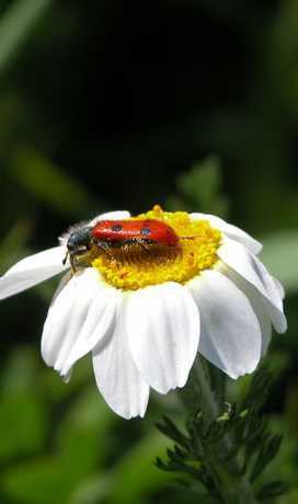 什么昆虫喜欢白色的花 什么虫子花上面的