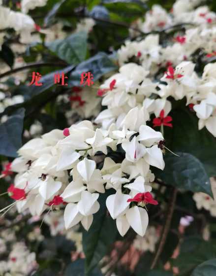 龙吐珠能嫁接什么花种 六月份养什么花最好