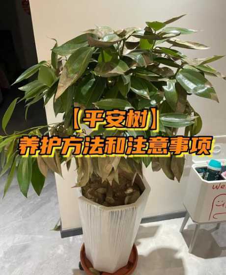 平安树怎么修剪才茂盛 平安树怎么修剪的方法和技巧,平安树长得太高怎么修剪才好