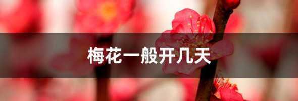 梅花什么时间移到室外 梅花冬天能在室外过冬吗