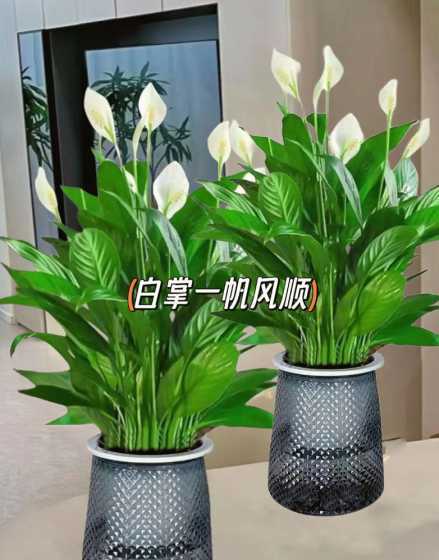 水培白掌什么时候开花 水培白掌,什么时候可以分盆