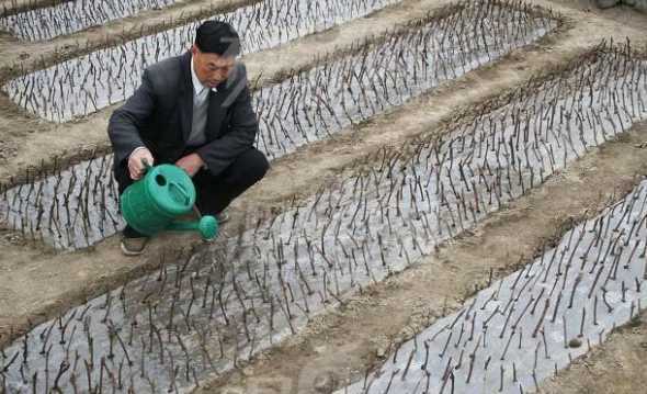 阳台移栽葡萄怎么浇水 怎么在阳台上种葡萄