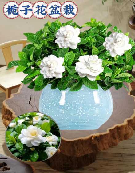 盆栽栀子花冬天怎么养 栀子花冬天怎么养才能安全过冬