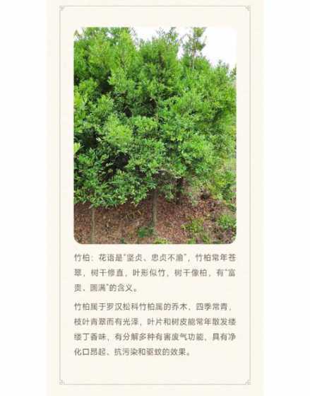 竹柏开花的寓意着什么 竹子和柏树开花与否的风水含义