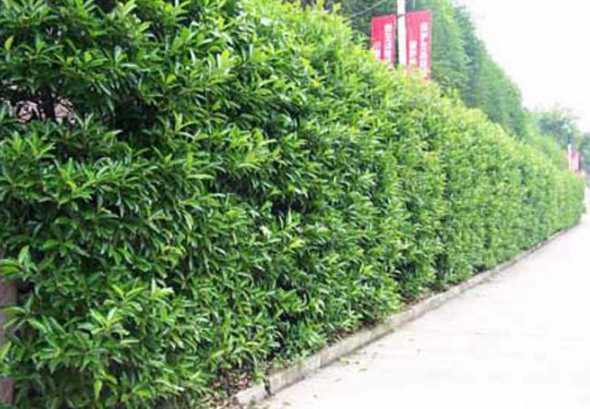 冬青什么季节移栽较好 什么时间种植冬青比较好