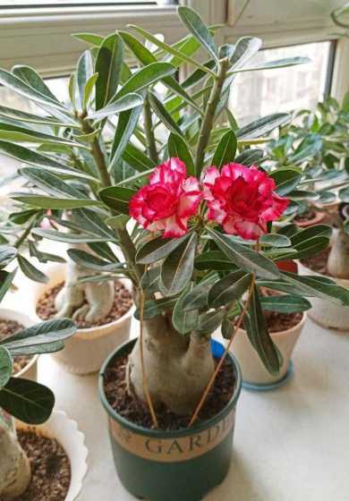 盆栽沙漠玫瑰怎么浇水 沙漠玫瑰花期怎么浇水