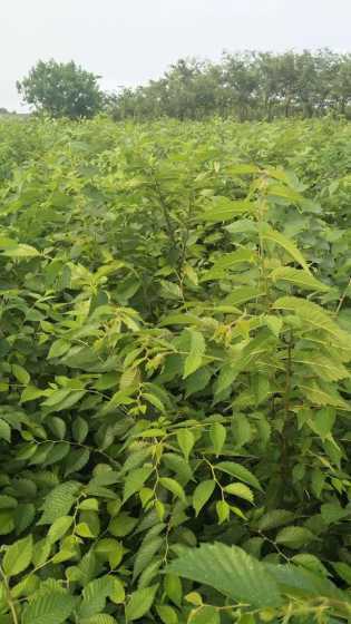 榉树适合什么季节栽植 榉树的栽植注意事项