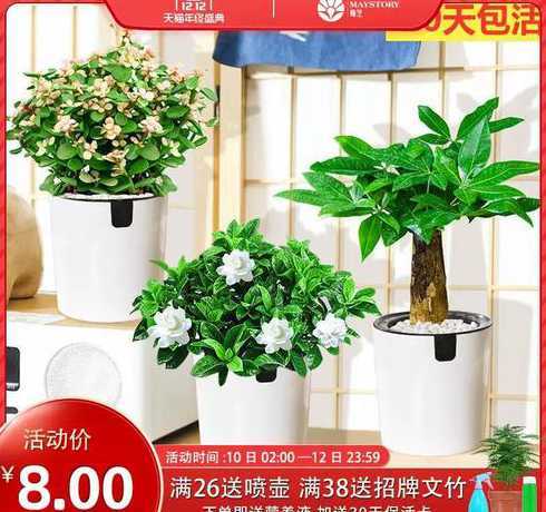 绿萝冬天移栽注意什么 移栽绿萝注意事项