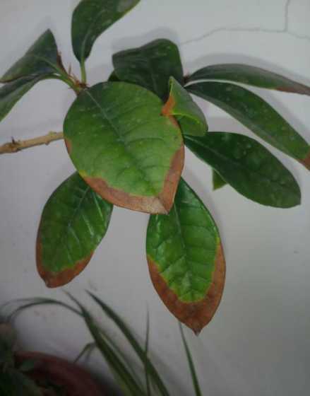 盆栽叶尖枯黄怎么回事 盆栽棕榈叶尖干是怎么回事