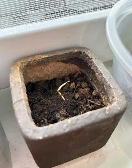 橘子种子怎么培育发芽 橘子种子发芽了该怎么种如何种植橘子种子