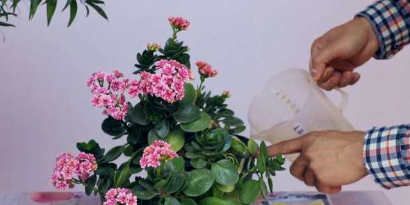长寿花拿什么水浇水好 长寿花用什么水浇最好