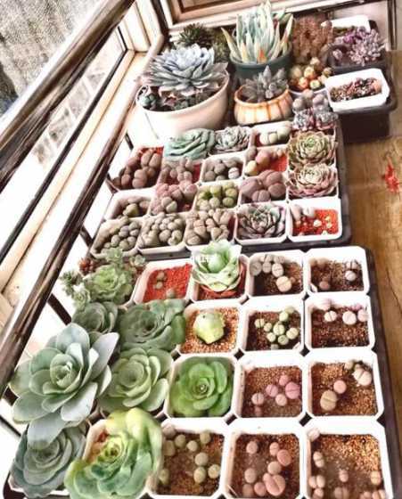 江苏多肉植物怎么过冬 北方多肉植物怎么过冬