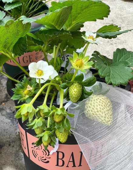 草莓盆栽用什么盆合适 盆栽草莓哪个品种好