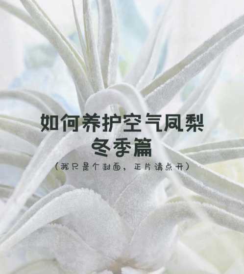 空气凤梨冬季怎么过冬 空气凤梨冬天怎么养