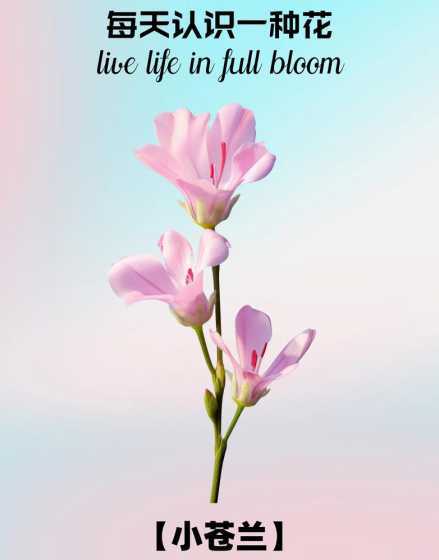 小苍兰什么时候能开花 小苍兰几月份开花