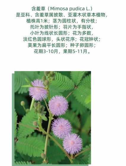 含羞草为什么一摸就缩 含羞草为什么一碰就会缩起来