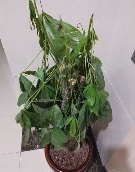 为什么发财树树干软了 发财树树干变软怎么办,4个步骤教你如何处理树干变软