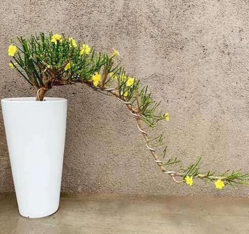 小叶迎春盆栽怎么浇水 迎春花怎么养,迎春花的养殖方法