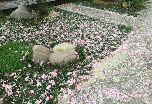 樱花为什么会提前落叶 樱花秋天会不会落叶