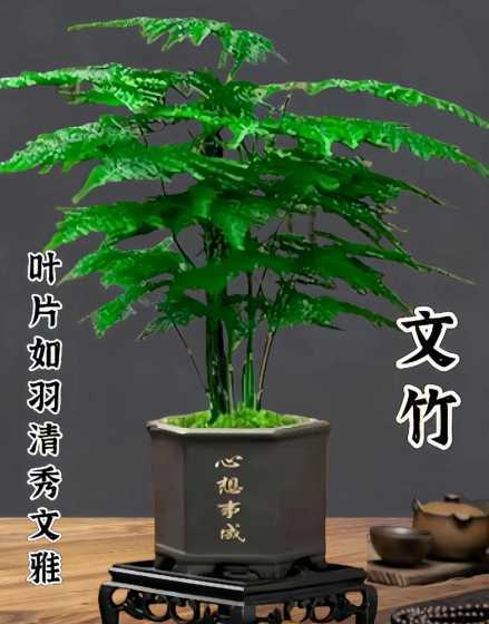 文竹放卧室有什么作用 文竹能养在卧室里吗