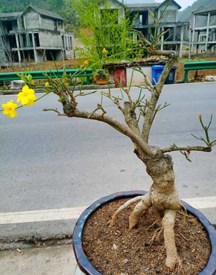 迎春花用什么盆栽好看 迎春花和什么花相对