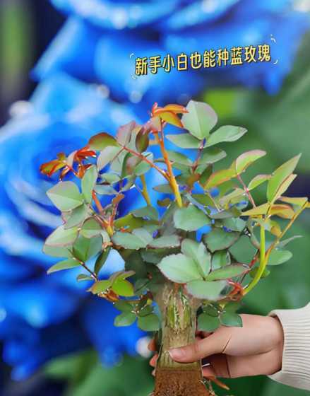 蓝色玫瑰怎么种植方法 玫瑰花蓝色妖姬是怎么种出来的