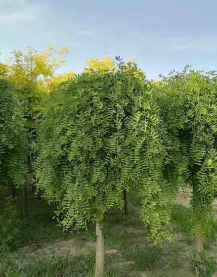 4公分的龙爪槐多少钱 一棵杨树植多少钱