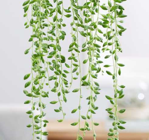 屋顶种什么垂吊植物好 最适合楼顶遮阴的攀爬植物