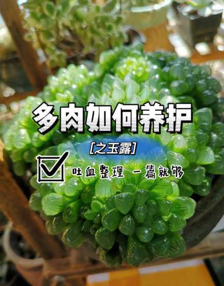 多肉大型玉露怎么繁殖 玉露多肉植物怎么繁殖