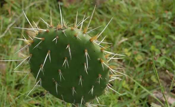 冬天里有什么室外植物 冬季有什么植物生长室外