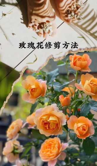 什么时间给玫瑰花剪枝 玫瑰花最好几月份剪枝
