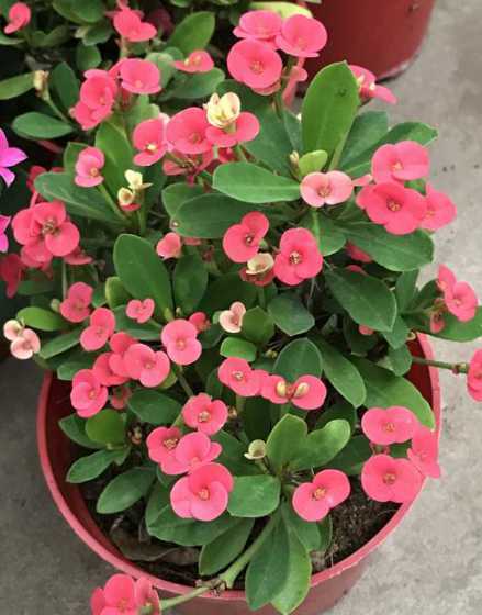 虎刺梅寓意是什么意思 虎刺梅花的寓意和象征虎刺梅花象征着啥